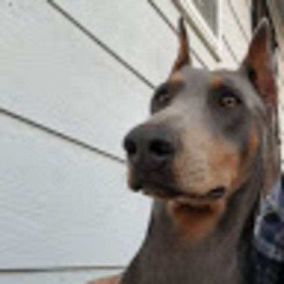 Meet your Posher, Gabriel - Picture 1 of 1